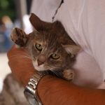 SSM ofrece jornada de esterilización gratuita de perros y gatos en Morelia