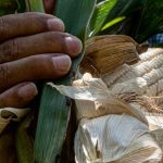 Necesario apoyar al sector agrícola ante caída de producción de granos