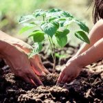 Reforestar Vs plantar aguacates