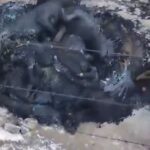 Avanza FGE en investigaciones por posibles hechos de crueldad animal ocurridos en Paracho