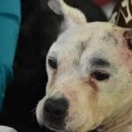 Investiga CEDH Michoacán maltrato animal en Panindícuaro