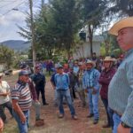 Espigas de maíz marchito