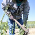 Se extiende el fantasma del hambre en el campo y no por el día de muertos