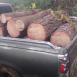 Detiene FGE a tres personas que transportaban madera de manera ilegal