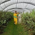 EL CAMPO A 100 DÍAS DEL SUICIDIO AGRÍCOLA SI SE MANTIENE PROHIBICIÓN DEL GLIFOSATO
