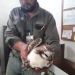 Jirafa Benito, un testimonio de los desafíos en la conservación de la fauna silvestre en México