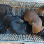 Avanza investigación por posibles hechos de maltrato animal registrados en Zitácuaro