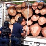 En Morelia, FGE detiene a José Manuel “N” por transporte ilegal de madera