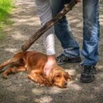 Salvador “N”, es procesado por crueldad animal