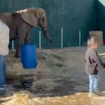 Negligencia de la Semarnat pone en riesgo a la elefanta Annie