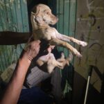 En Morelia, cumplimenta FGE aprehende a Ricardo “N”por Maltrato Animal