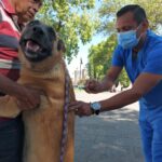 SSM ofrece sin costo esterilización canina y felina, en Morelia