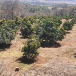 En cateo de FGE asegura predio relacionado en delitos contra el ambiente; se detectó plantación de aguacate