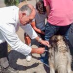 SSM realizará jornada gratuita de esterilización para perros y gatos en Morelia
