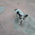 Investiga FGE presunto envenenamiento de perros en Erongarícuaro