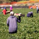 Indispensable reforzar sanidad vegetal para proteger el futuro de la producción de alimentos:UMFFAAC
