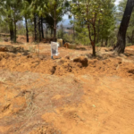 FGE asegura predio de plantación ilegal de aguacate en Quiroga