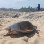 Guardia Civil protege arribo de tortugas marinas en Aquila