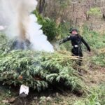GC incinera marihuana localizada en el municipio de Villa Madero