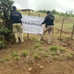 Por tala y plantación de aguacate, FGE asegura predio en Pátzcuaro