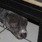 FGE rescata a un ejemplar canino víctima maltrato animal