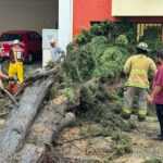 Atiende gobierno de Morelia de manera inmediata, caída de árbol en la calle Manuel Tolsa