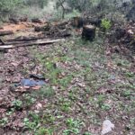 FGE asegura predio relacionado en delitos contra el ambiente, se detectó plantación de aguacate en municipio de Tacámbaro
