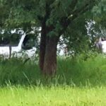 Localizan osamentas en el municipio de Tarímbaro
