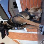 Embajada de EUA dona a SSP equipamiento médico y de adiestramiento canino