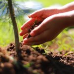 Gobierno de Morelia concluye cursos “Morelia Verano Creativo” con reforestación masiva