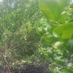 Parcial el paro de productores de limón en Apatzingán