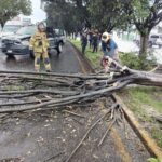 Retira ayuntamiento árbol que cayó sobre libramiento