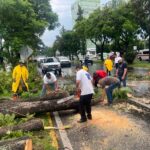 Retira en tiempo récord ayuntamiento árboles caídos por lluvias