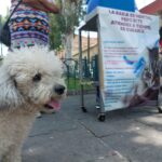 Jornadas de esterilización gratuitas para perros y gatos en Caltzontzin y Tomendán: SSM