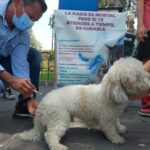 SSM continúa con vacunación antirrábica canina y felina en el Centro de Morelia