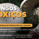 Alerta SSM sobre los riesgos de consumir hongos tóxicos