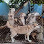 En cateo, rescata FGE a cinco ejemplares caninos víctima de maltrato animal