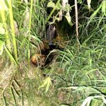 ¡¡¡De terror!!!, niños hallan cadáver cuando jugaban a las escondidas en un lote baldío, en Zamora