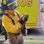 Rescata Bomberos Morelia, gatito en un espectaculares