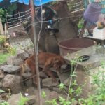 Rescata a un can en condiciones de maltrato animal, en La Piedad