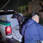 En cateo, asegura FGE dos ejemplares caninos en condiciones de maltrato animal