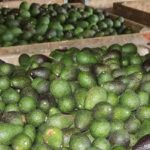 FGE aprehende a Juan Manuel “N”, por secuestro y extorsión de un vendedor de aguacate