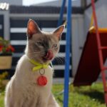 Mantiene SSM activas jornadas de esterilización canina y felina