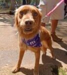 Ayuntamiento de Morelia invita a caminata por la conciencia animal ‘Dejando Huellitas’