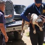 En cateo realizado en Morelia, rescata FGE a Pitbull víctima de maltrato animal