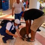 SSM aplica vacuna antirrábica para perros y gatos en 364 centros de salud