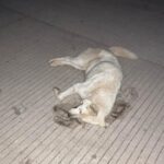 Participa FGE en el Foro Estatal para Prevenir el Maltrato Animal