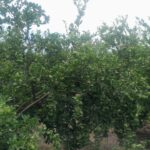 Afecta al Valle de Apatzingán baja del precio de limón a 3 pesos