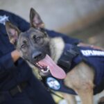 Chantal y Billie, las nuevas agentes caninas de la Guardia Civil