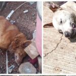 Investiga FGE muertes por envenenamiento de perros, en Morelia